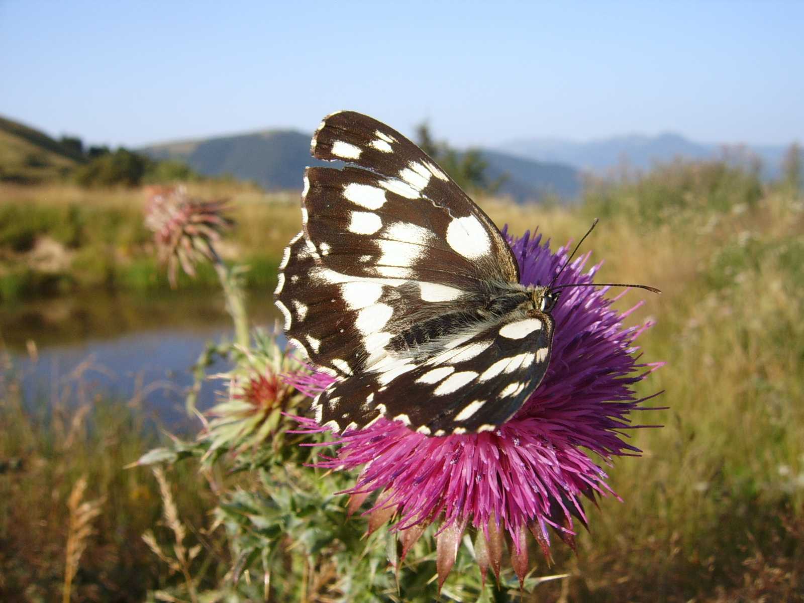 farfalle da identificare